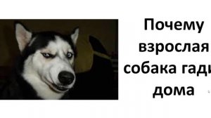 Почему взрослая собака гадит дома