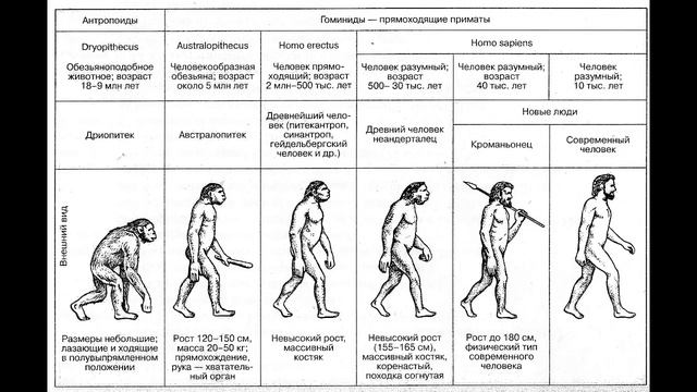 Расоведение и антропогенез (рассказывает Станислав Дробышевский) смотреть онлайн
