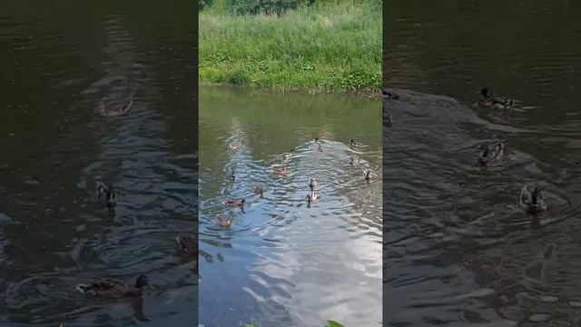 Набережная Стерлитамак 15 июня 2022г. смотреть онлайн