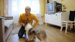 Мир глазами собаки. Урок курса «Юный кинолог»