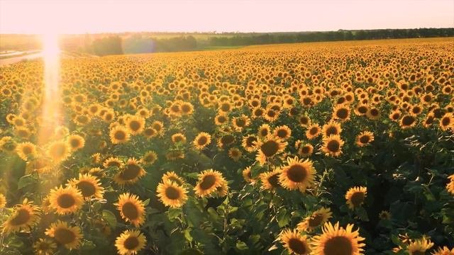 Расслабляющая музыка для снятия стресса🌹Самая красивая коллекция цветов🌺