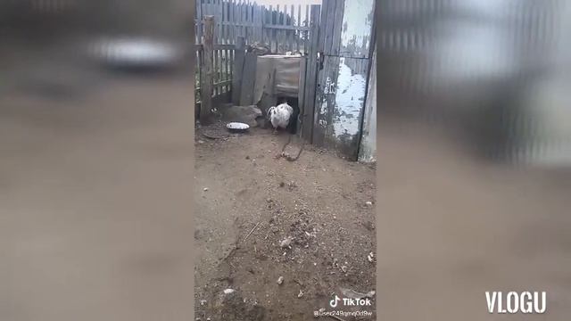 video 2020 02 20 Смотри мне в глаза!!!! Ряба у тебя????!🔎🔎🔭🔭📝📝ДА, НЕТ!!!!,- ОТСТАНЬ!!!!😊😊👍 смотреть онлайн