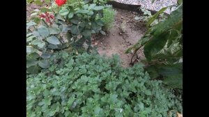 Хризантема в Саду! Посадка. Уход. Подготовка к цветению!