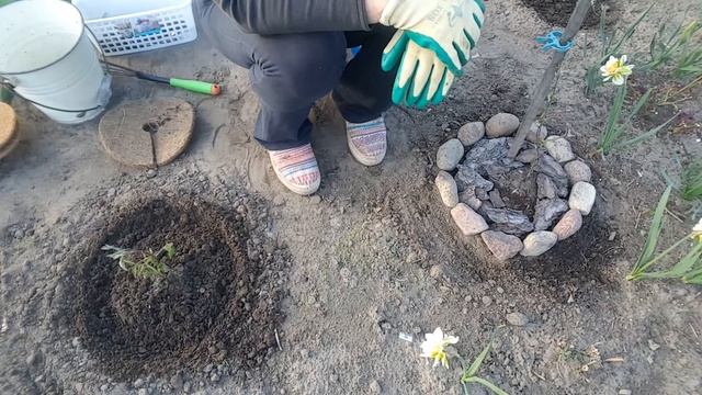 Ухаживаем за клематисами ранней весной . Clematis . смотреть онлайн