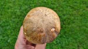 The Butter Bolete /Oak Bolete #mushroom #uk