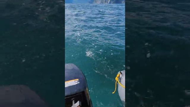 Косатки догнали лодку! Killer whales caught up with the boat!