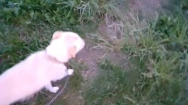 Пироплазмоз у собак. смотреть онлайн