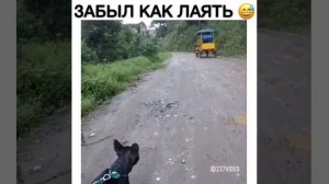 Собака забыла как лаять