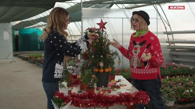 Как ухаживать за ёлкой в горшке? Украшаем дом на Новый  год и высаживаем в саду весной! смотреть онлайн