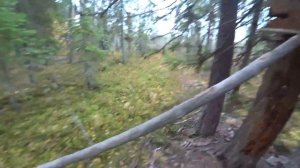 ОХОТА НА БОРОВУЮ ДИЧЬ / Охота на рябчика / Охота с лайкой / Изба /   Привада на медведя