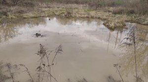 голоса тритонов