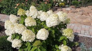 ГОРТЕНЗИЯ LIMELIGHT  (ЛАЙМЛАЙТ) - ЛАЙМОВАЯ КРАСАВИЦА!