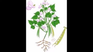 Бобовые  Пищевые и кормовые  Биология  7 класс