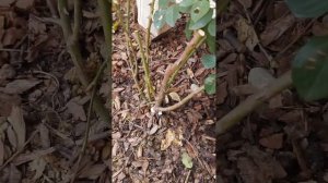 Мульчирование корой