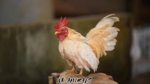 Chicken Song And | Dancing Rooster Funny Chicken Dance