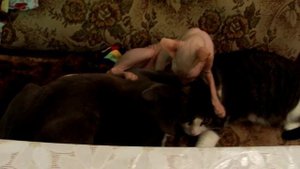 Три кота. mp4