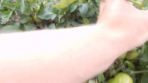 Томат без забот и хлопот