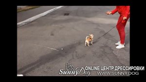 Как научить маленькую собаку не реагировать на других собак? Причины и что делать