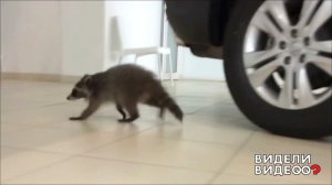 Енот устроил погром в автосалоне. Видели видео? Фрагмент выпуска от 25.08.2019