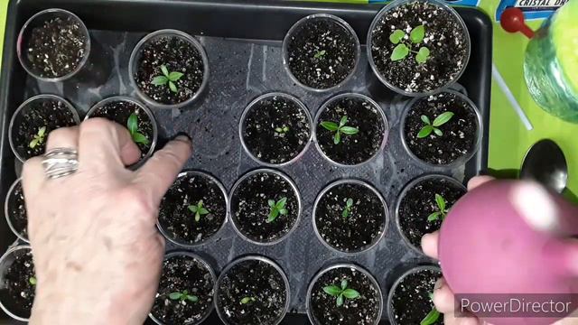 Первая подкормка "ROYAL Mix-укоренитель" рассады: катарантуса, церопегии, эустомы