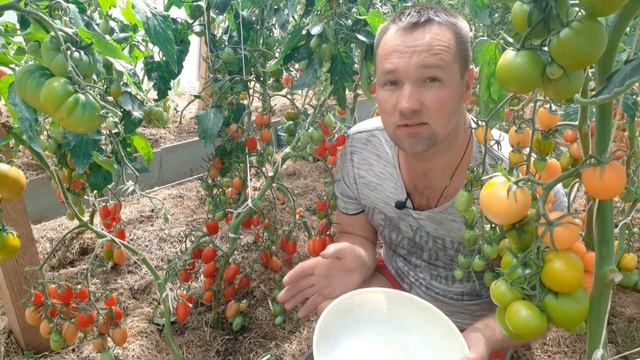 Томат ДЖЕК ПОТ F1!!! Семена от Партнёра... смотреть онлайн