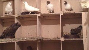 Бакинские бойные голуби Асадуллаева