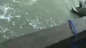 Поймал акулу на удочку