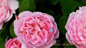 Роза почвопокровная Пинк Беллс (pink bells) ? обзор: как сажать, саженцы розы Пинк Беллс