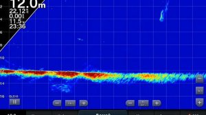 Garmin panoptix livescope. Zander heading for the bite…Судак следует за приманкой.