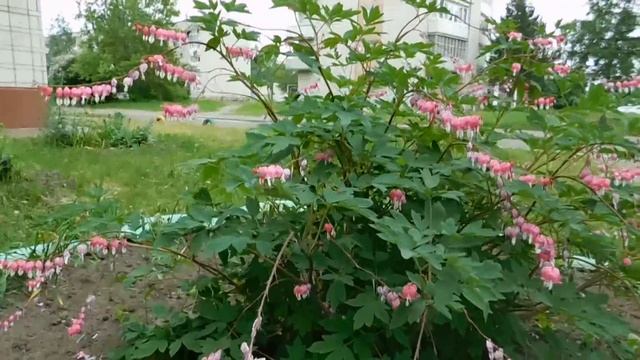 Дицентра ( Разбитое сердце ) Выращивание и уход без труда ! смотреть онлайн