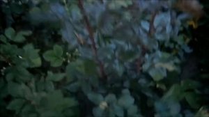 Пасынкование роз. Как пасынковать розу? Зачем выламывают пасынки на розе?