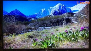 Full HD телек года? ? Обзор ТВ Sony серии WF805 на примере 49WF805 / wf804 43wf805 43wf804 49wf804