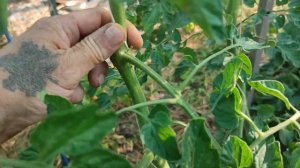 Обзор томатов в открытом грунте. Пеперминт, Инжирный Рубиновый и другие. Июль 2023 год.