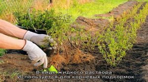 Торф как удобрение для клубники: как и когда применять?