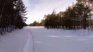 Ходовая охота... ищем  тетерева и куропатку!