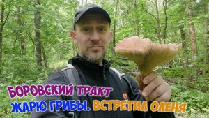БОРОВСКИЙ ТРАКТ. ЖАРЮ ГРИБЫ, ВСТРЕТИЛ ОЛЕНЯ|I'M FRYING MUSHROOMS, I MET A DEER