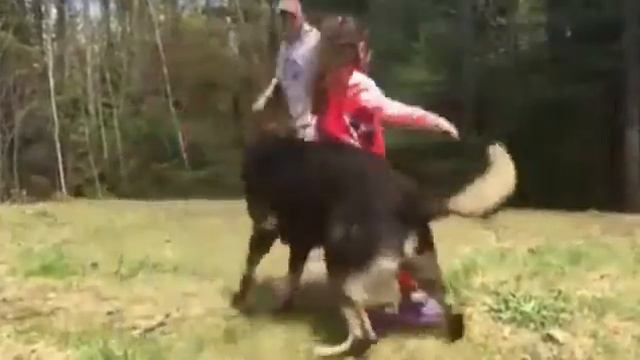 Собака защищает ребенка