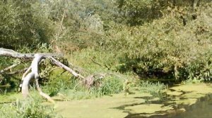 Сплав по реке Клява