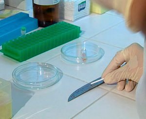 АНАЛИЗ БИОЛОГИЧЕСКОГО МАТЕРИАЛА методами генной инженерии