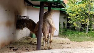 Московский зоопарк увлекательное путешествие