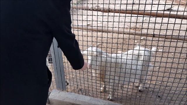 Baku Zoopark - Heyvanlar Aləmi - Animal Zoo In Baku  / Azerbaijan