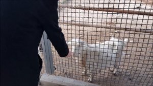 Baku Zoopark - Heyvanlar Aləmi - Animal Zoo in Baku  / Azerbaijan