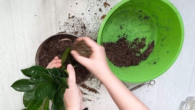 Замиокулькас УХОД И ПЕРЕСАДКА, грунт, секреты успеха здорового Долларового дерева