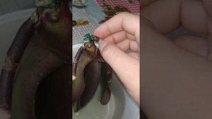 Реанимашка орхидеи, нарасчивание корней. Помошник цитокининовая паста.