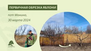 Как сформировать заросшую яблоню?