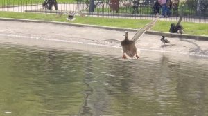 ¿Los patos vuelan? Parque de los patos Torrejon de Ardoz