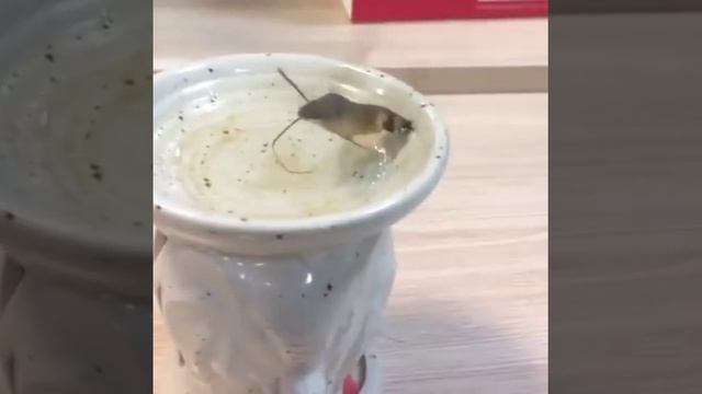 Необычное насекомое, похожее на колибри, засняли на видео волгодонцы