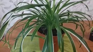 #ХЛОРОФИТУМ. Рекомендую завести.