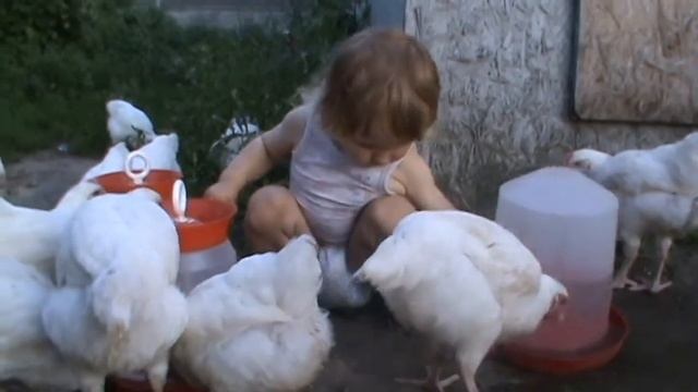 Цыплята Геркулес 2 месяца Содержание и уход за цыплятами смотреть онлайн
