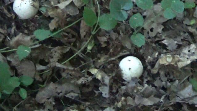 Ведьмины яйца. Как растут грибы Веселки в лесу. смотреть онлайн